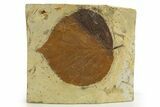 Fossil Leaf (Davidia) - Montana #327213-1